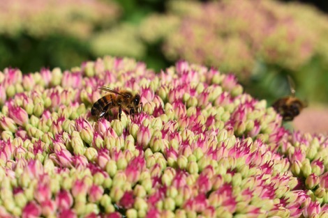 Sedum with bee